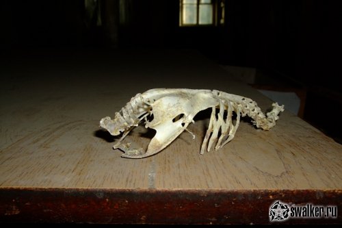 Заброшенная детская больница в Новосибирске