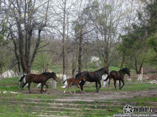Развалины в Грозном