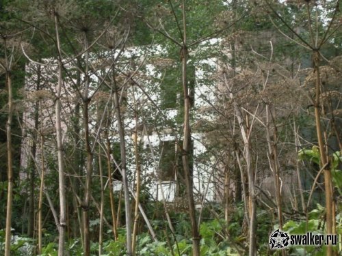 Брошенный пионерлагерь Огонек, Московская область