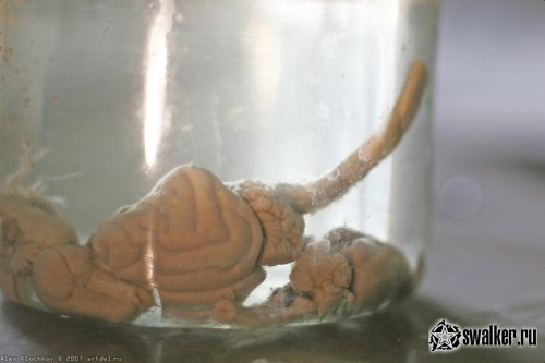 Заброшенная лаборатория мозга, Москва