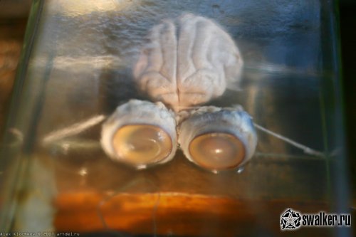 Заброшенная лаборатория мозга, Москва