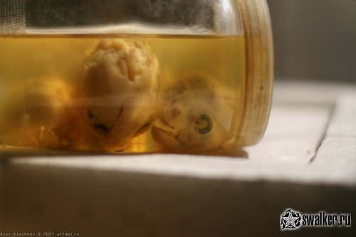 Заброшенная лаборатория мозга, Москва