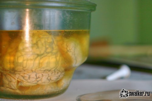 Заброшенная лаборатория мозга, Москва