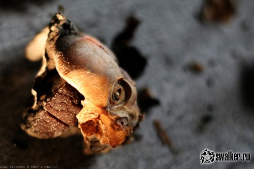 Заброшенная лаборатория мозга, Москва