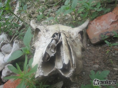 Мясокомбинат в Энгельсе(Версия 2), Саратовская область