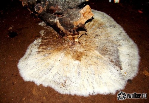 Легендарное подземелье Солянки, Москва Легендарное подземелье Солянки, Москва