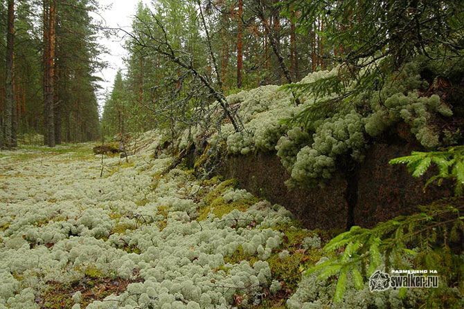 Заброшенные железные дороги