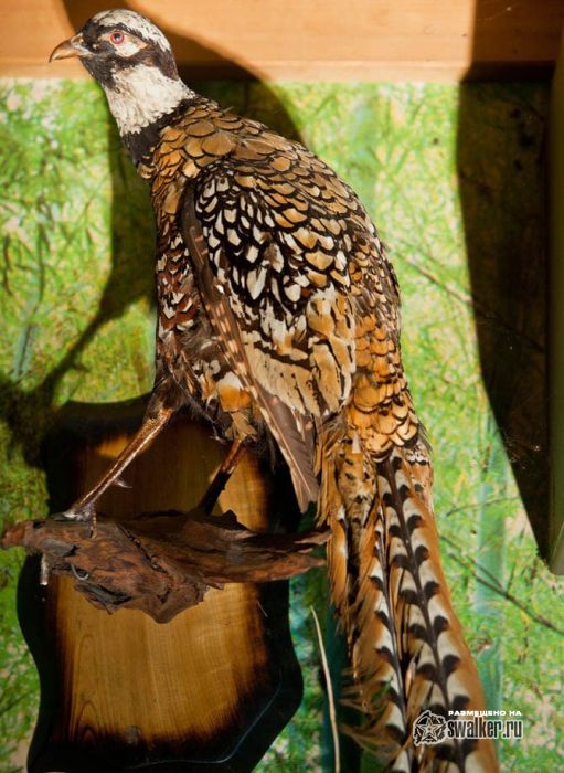 Заброшенный love-отель в Японии