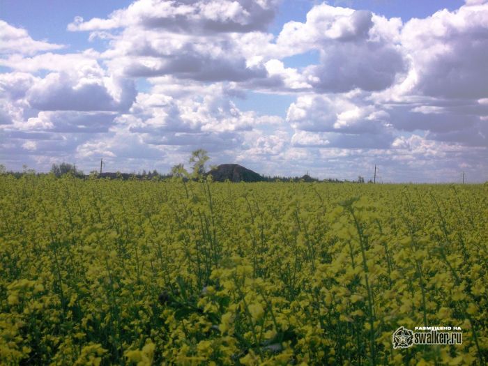 В жёлтом мире В жёлтом мире