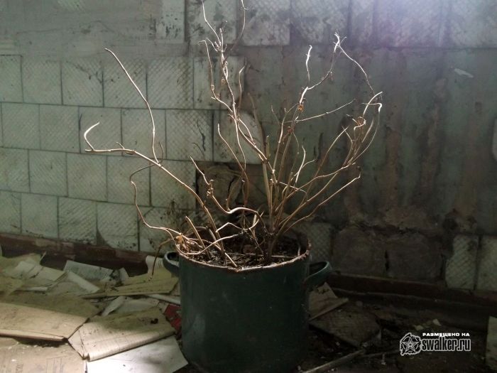 Богородицкая семстанция, Тульская область