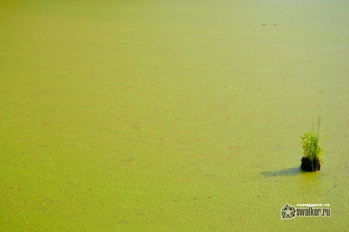 Усадьба Молоди, Московская область