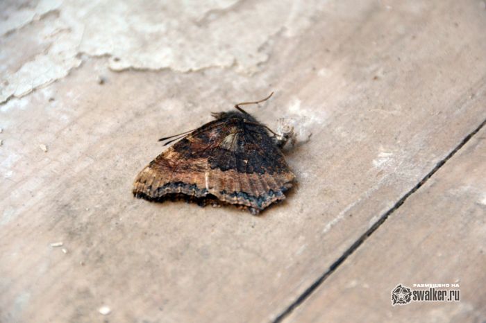 Отделение ГАИ, Челябинская область