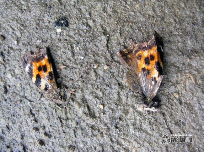 Заброшенный ЗРК С-25