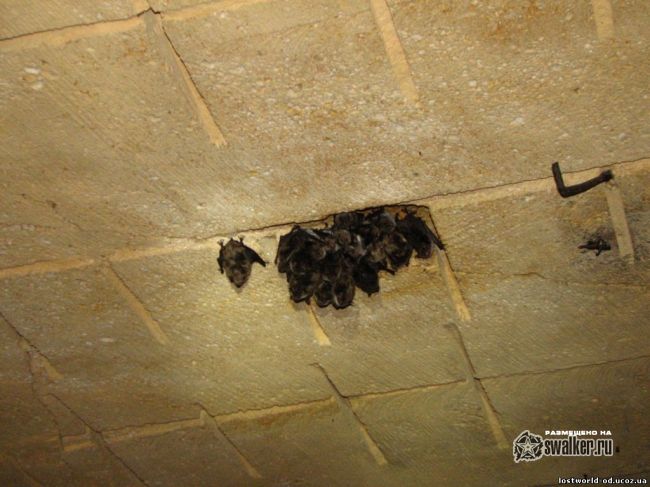 Шахта Старая Ковалевка Шахта Старая Ковалевка