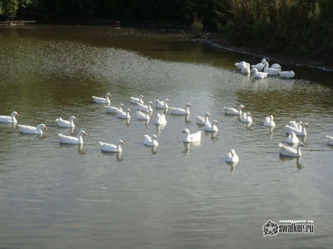 Барская усадьба в Кузово