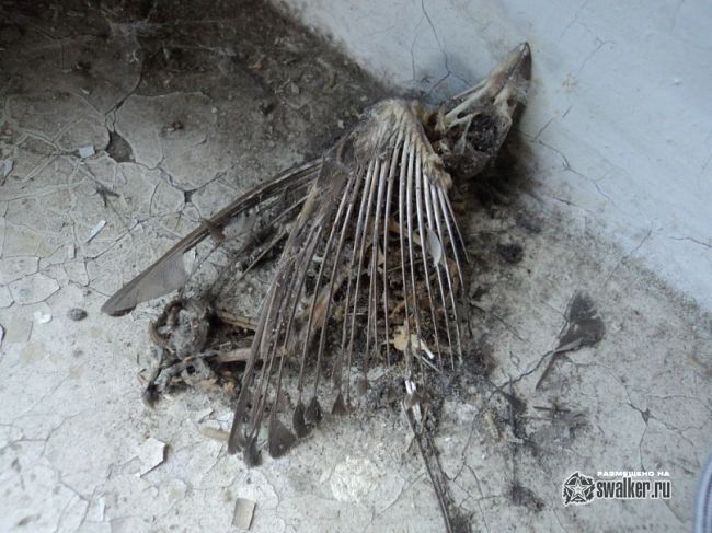 Заброшенный дом, республика Удмуртия