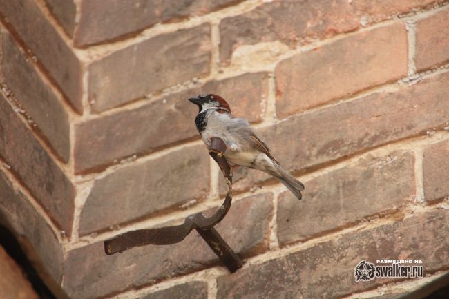 Церковь Николая Чудотворца, Волгоградская область