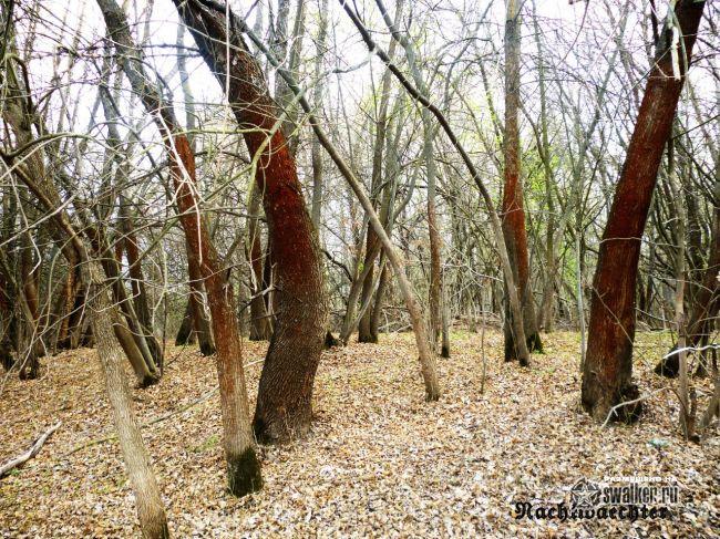 Заброшенный причал, Волгоградская область Заброшенный причал, Волгоградская область