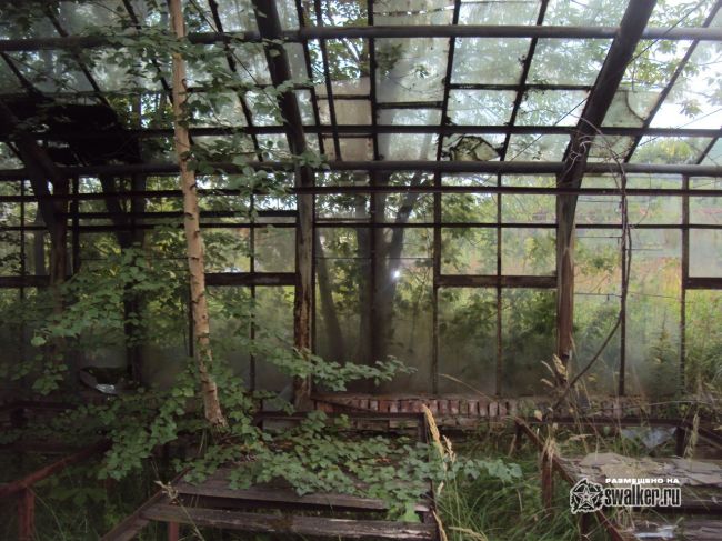 Заброшенная теплица