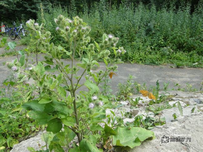 Руины храма Иоанна Богослова