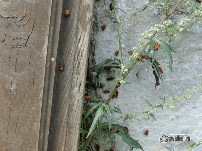 Руины храма Иоанна Богослова