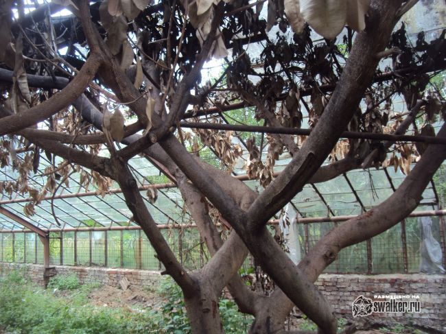 Заброшенный тепличный комплекс