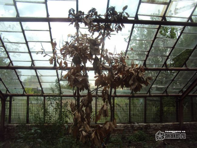 Заброшенный тепличный комплекс