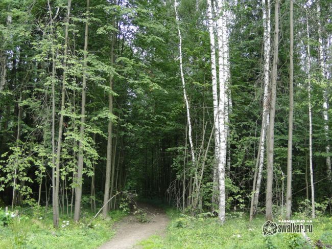Дом цыганского барона Дом цыганского барона