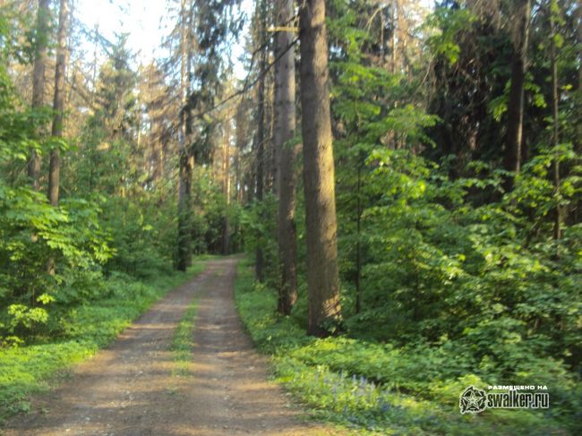 Заброшенный объект посреди леса