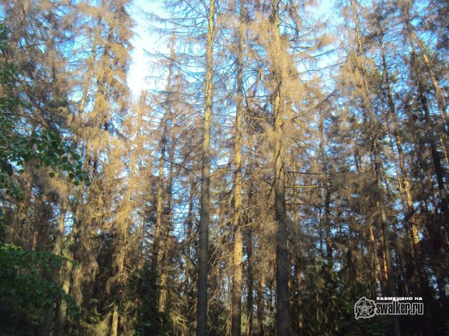 Заброшенный объект посреди леса