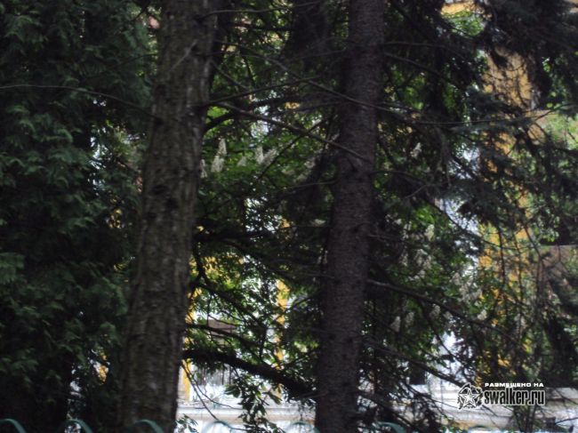 Сгоревший корпус МГУЛ