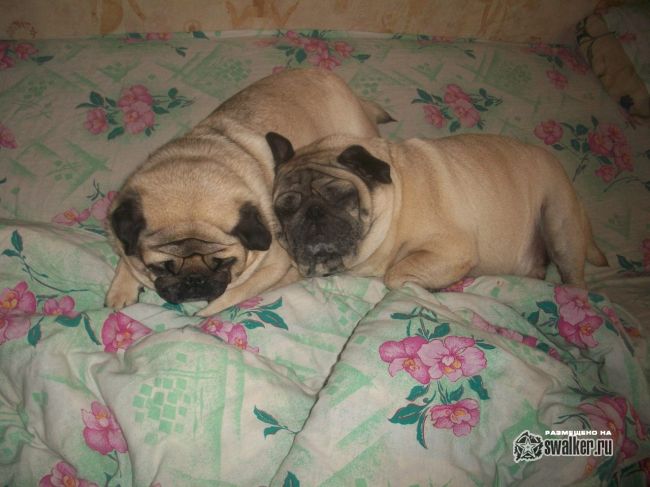 Бывший дом работников просвещени, Сергиев Посад