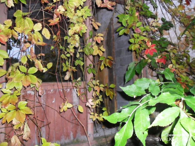 Заброшенная усадьба в Брамберге, Латвия