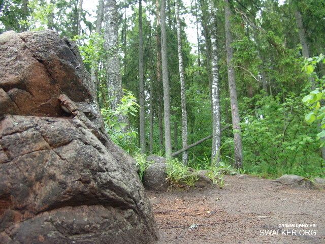 Магический лес Покайне, Латвия