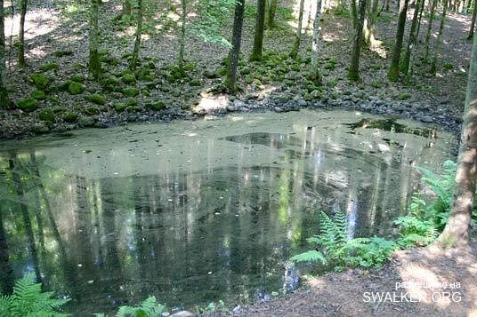 Магический лес Покайне, Латвия