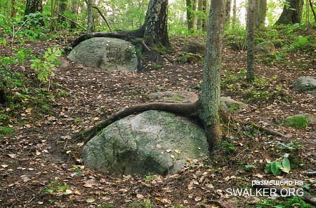 Магический лес Покайне, Латвия