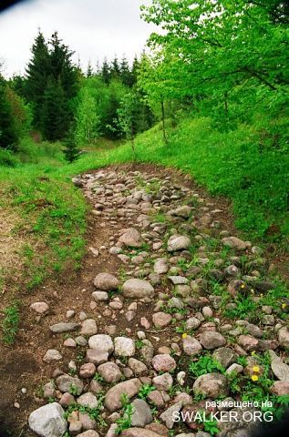 Магический лес Покайне, Латвия