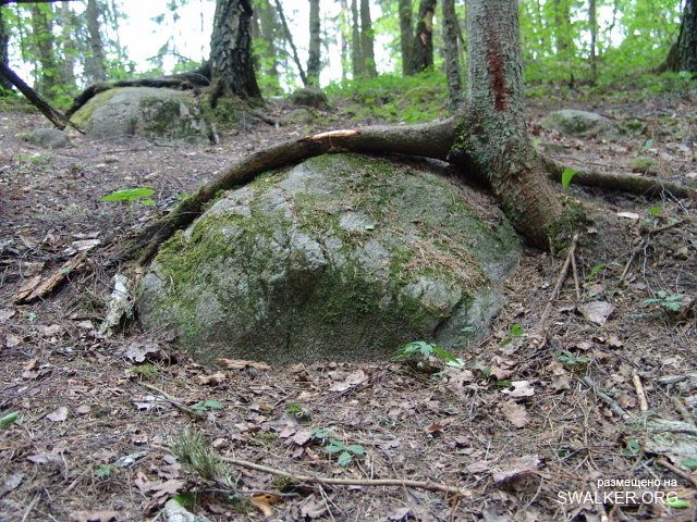 Магический лес Покайне, Латвия