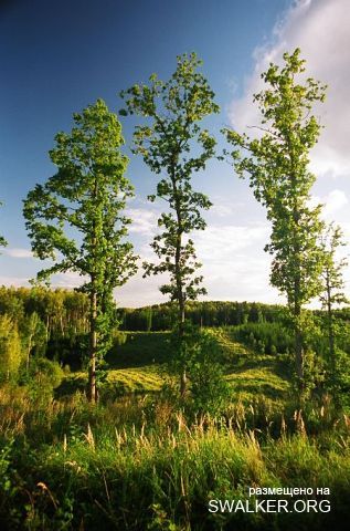 Магический лес Покайне, Латвия