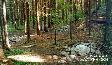 Магический лес Покайне, Латвия