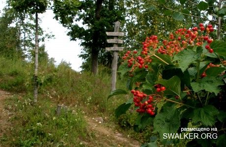 Магический лес Покайне, Латвия