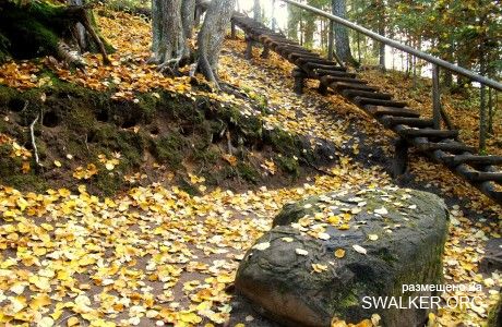 Магический лес Покайне, Латвия