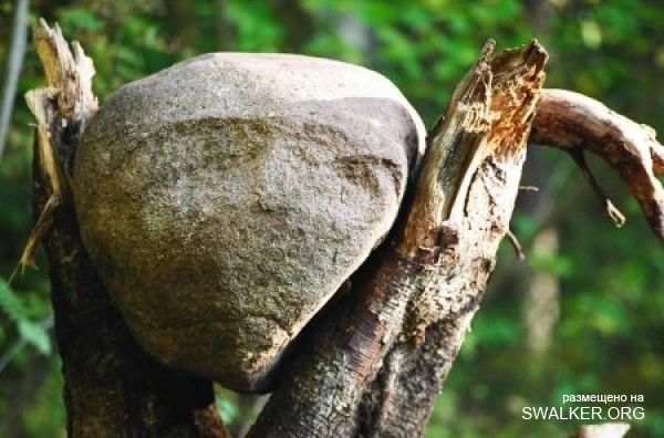 Магический лес Покайне, Латвия
