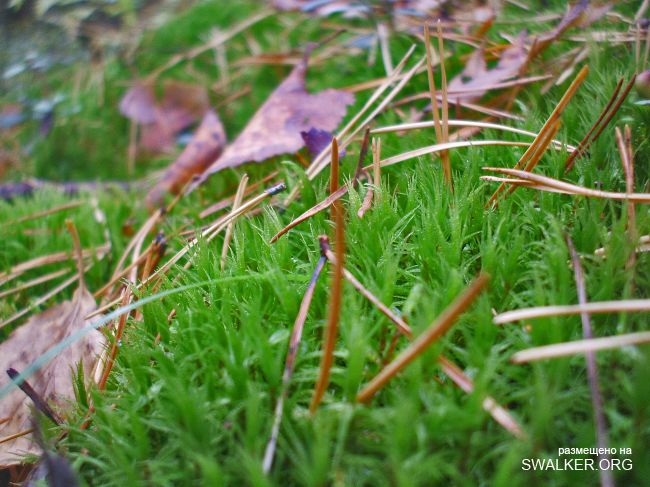 У чертей в гостях У чертей в гостях