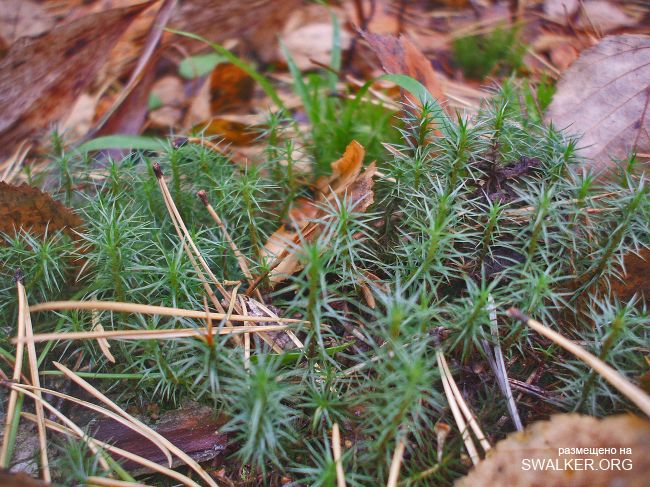 У чертей в гостях У чертей в гостях