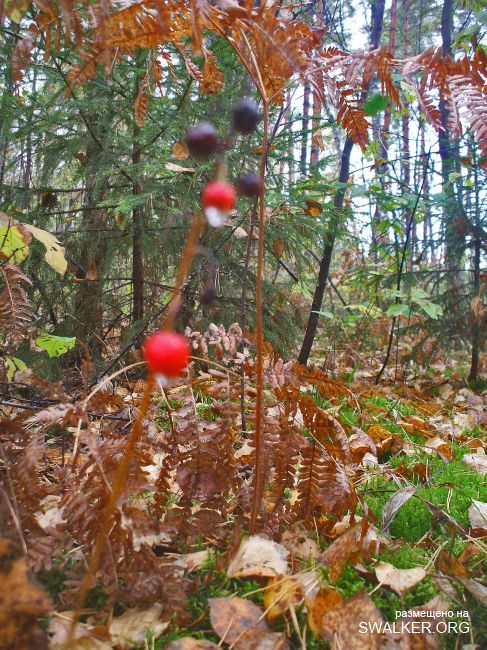 У чертей в гостях У чертей в гостях