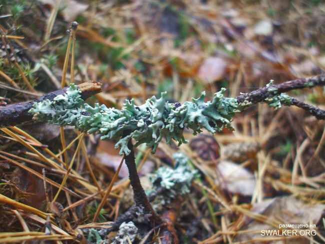 У чертей в гостях У чертей в гостях