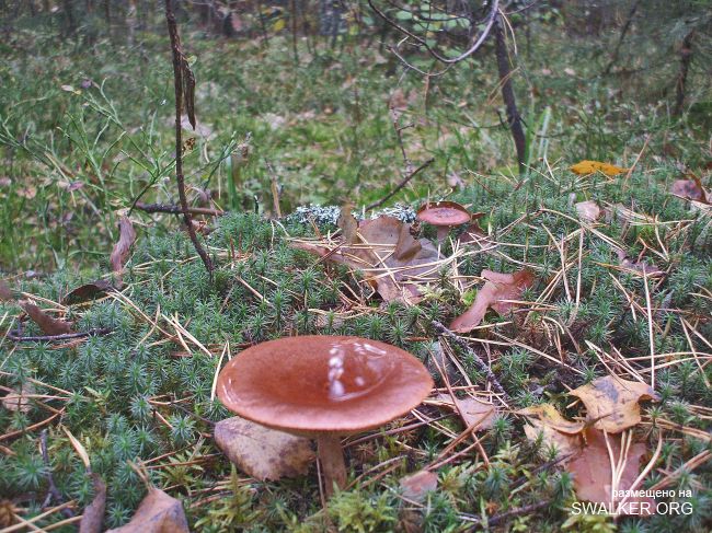 У чертей в гостях У чертей в гостях