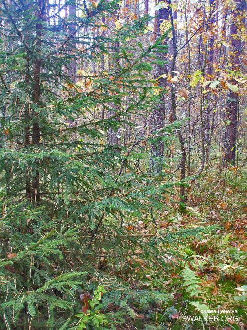 У чертей в гостях У чертей в гостях