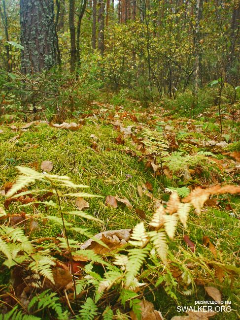У чертей в гостях У чертей в гостях